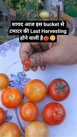 Last Tomato Harvesting#garden#gardening#gardenplant#harvestingvideo#trendingshorts#viralshort#plants