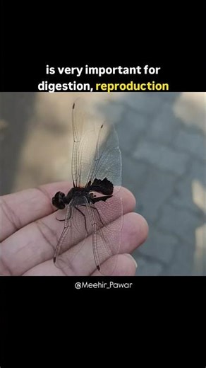 When Survival Fails: A Dragonfly After a Predator Attack #entomology #ecology #odonata #insect #fact