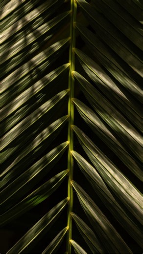 Far from everything, yet close to what matters most. On Little Palm Island, every moment feels touched by calm and shaped by nature. | Little Palm Island