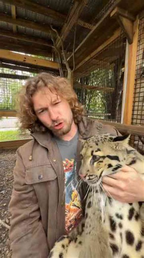 Clouded leopard cuddles!