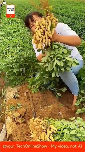 HIDDEN TREASURE 🌱 how peanuts grow#shorts #crafts #skills #farming #nature