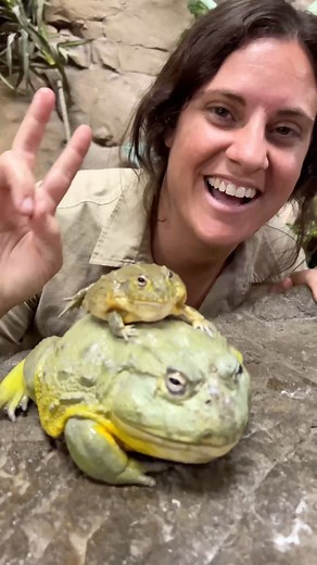 This is how you can tell a male Pixie frog from a female Pixie Frog🤩 These little frogs are so plump and the cutest🥰 Typically males have a wider face then females but you can not tell whether it’s a male or female until they are bigger🙌 • • • #wow #cute #little #pixie #frog #fun #cool #video #moment #cutest #male #female #cutie #frogs #small #plump #wild #wildlife #style #reels #reelsinstagram #reelitfeelit #insta #instagram #instagood #instadaily #insta #instamood #instadaily #instalike | T