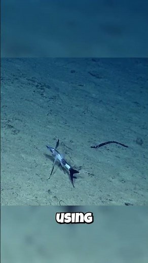 Tripod Fish: They "Stand" on the Ocean Floor?!