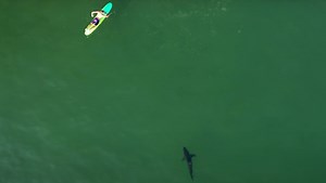 Drone Pilot Records Sharks Swimming Near People in Malibu