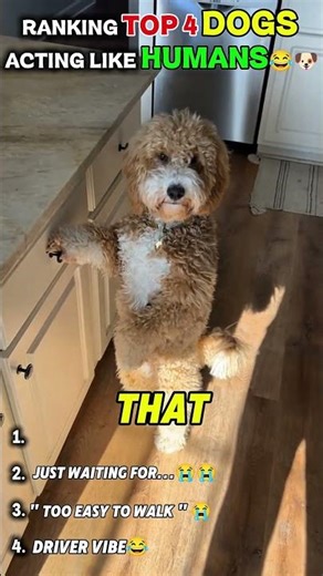 Top 5 Dogs Acting Like Humans 😂🐶 #shorts