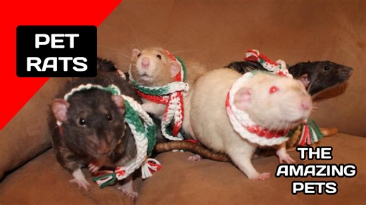 12 reactions | Rats The Amazing Pets | All About Animals Rats...