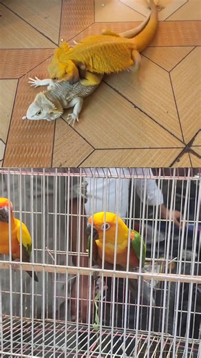 147K views · 734 reactions | Dragon lizard love #lizard #Amazing #fyp #fblifestyle #OMG #pets #virals | Soul Of Birds | Facebook