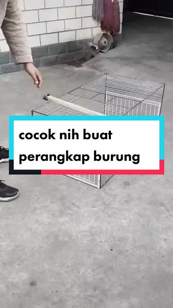 perangkap burung nih, cek keranjang kuning ya,. hehe #burungdara #fyp #fypシ #viral #usaha