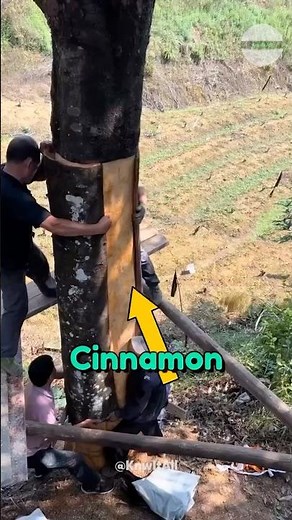 The Shocking TRUTH About Cinnamon