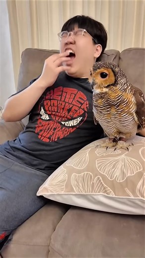 Eww Bibib! ! 🤮🤢Apa itu?!! 😱😡 #funny #cuteanimals #cute #owl #pets #cat