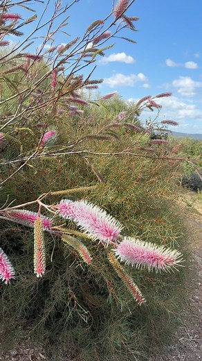 10K views · 316 reactions | Gevillea magnifica dancing in the wind. | Vaughans Australian Plants Pomonal | Facebook