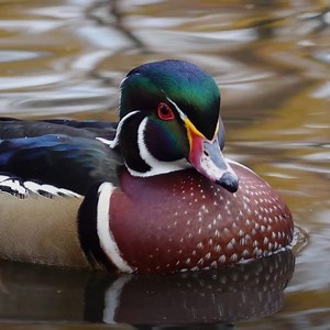 These male wood ducks are quite the work of art — and they're not shy about showing off either! Don't miss #ExtraordinaryBirder with Christian Cooper, tomorrow at 10/9c on Nat Geo WILD. Now streaming on Disney and Hulu. | National Geographic Animals