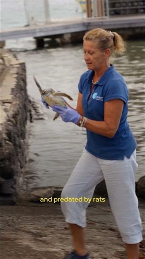 Saving sea turtles in Tahiti | Imagine5