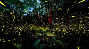 Great Smokies synchronous firefly show starts this week