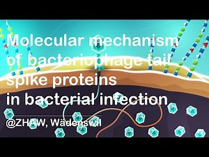 Molecular mechanism of bacteriophage tail spike proteins in bacterial infection