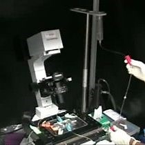 Video: Measuring Exocytosis in Neurons Using FM Labeling