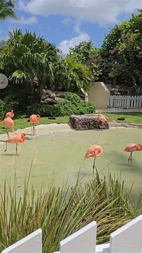 7.2K views · 86 reactions | This is your sign to book the trip to Grand Hyatt Baha Mar. ✈️ From the stunning beach and crystal-clear pools to the casino nights and flamingo squad, every moment here is 10/10.  Explore the Grand Hyatt Baha Mar in Nassau, Bahamas, here: https://bit.ly/4gX4l3j  IG: florian_popo_art | Nassau & Paradise Island, The Bahamas | Facebook