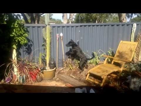 Reducing dog barking and jumping at fence lines - Dog Charming Training