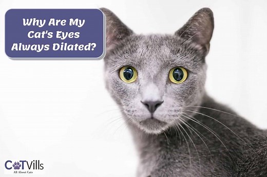 7 Reasons Why Your Cat’s Eyes Are Always Dilated