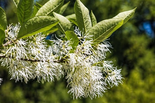 Fringe Tree Chionanthus Virginicus White Bloom Ornamental 3 Seed Pack - Etsy