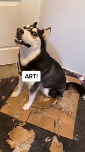 My husky made art 🤌 | Maya Husky