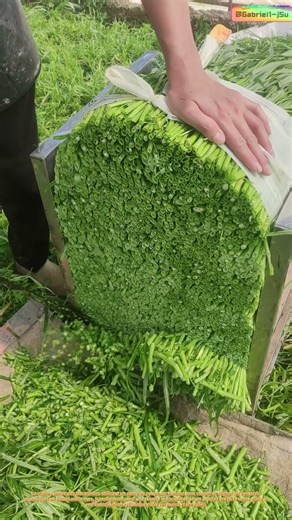 Couper et regrouper : le travail caché derrière chaque rayon de fruits et légumes