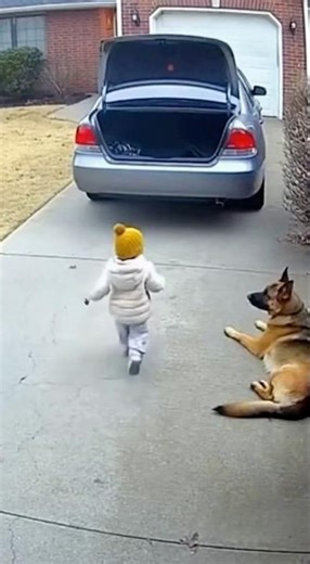 German Shepherd saves child 🐕