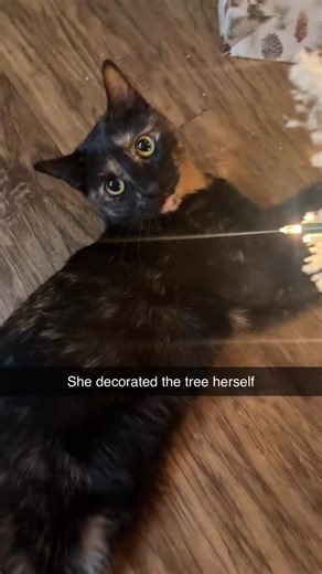 #cats #torties | cats