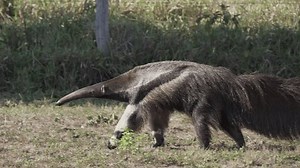 Giant Anteater Walking Over Meadow Farm: vídeo stock (100% livre de direitos) 1112097069 | Shutterstock