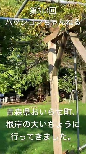 #青森県 #おいらせ町 #根岸の大いちょう #不動堂 #観光スポット #旅行動画 #一人旅 #travel #青森観光 #aomori #東北地方 #天然記念物 #紅葉 #神社仏閣 #shorts