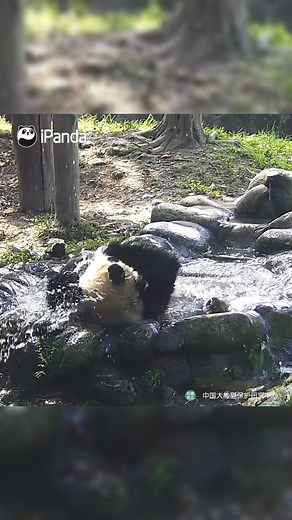 Adorable Baby Panda Trying to Scratch Her Back During Bath Time