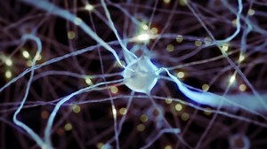 Nerve cells with curve axons in the human brain structure. Nervous system as intelligence network organism with synapse, receptors and connections. Animation of impulses and signals of nerves cell.