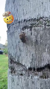 222K views · 991 reactions | This cicada footage is unreal!!! 勞 | The Pet Collective | Facebook
