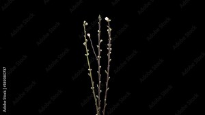 Time-lapse of growing, opening and rotating peach (Prunus Persica) tree branches 1b1 in PNG+ format with ALPHA transparency channel isolated on black background Stock Video