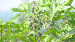 Ricinus communis, the castor bean or castor oil plant, Green seeds Castor oil plant, Herbs