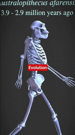 🌍✨ EVOLUTION | HUMAN EVOLUTION | CLASS 12TH BIOLOGY ✨ #shorts #facts #3danimation