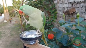 11K views · 632 reactions | Alexandrine Parrot Natural Calls | Parrot Paradise | Facebook