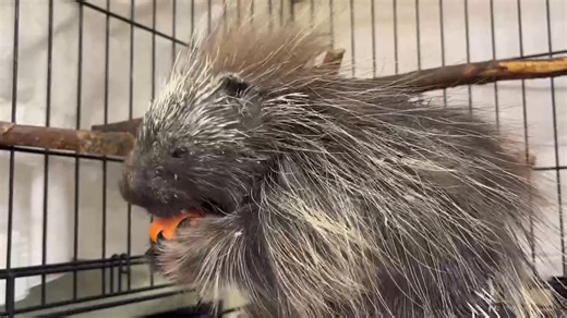 Saco River Wildlife Center on Reels