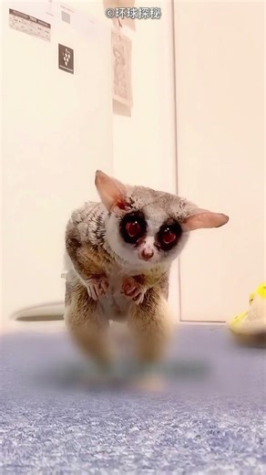 The Funniest Animal Hide & Seek! 😂