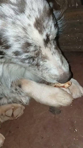 Trooper dog eating pizza