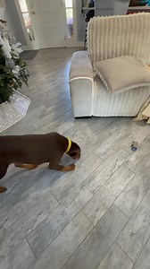 3.5K views · 96 reactions | TIME TO PRACTICE WHAT WE’VE LEARNED! After just two lessons with Some Minor Dog Training, foster dog Malcolm has learned so much! Now it’s time to practice leash work. I think I need more practice than he does 藍. Setting this boy up for success  Southeast Volusia Humane Society 1200 S. Glencoe Rd, NSB | Southeast Volusia Humane Society | Facebook