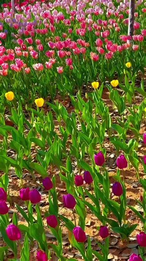 Creative Flower Decor Ideas for Your Garden