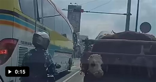 After careful surgery, I removed the cancer and trimmed the fat. Now this re-post can lead a normal life. - Video