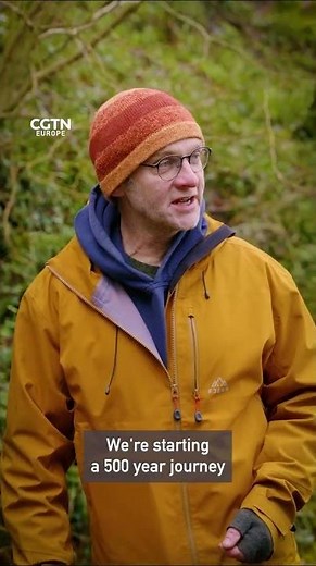 Restoring Britain’s lost rainforests