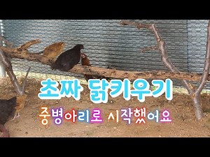 초짜 닭키우기 시작~중병아리로~