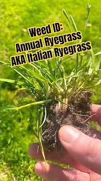 Annual Ryegrass Characteristics #grassidentidication #grasstype #coolseasonlawn #lawncarenation