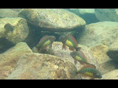 Tropheus moorii "Red Rainbow" at Kabimbwa