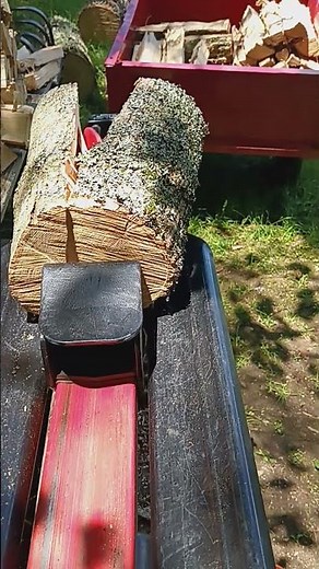 HARBOR FREIGHT 5 TON LOG SPLITTER #harborfreight #logsplitter #firewood #diy #tree #log #chainsaw