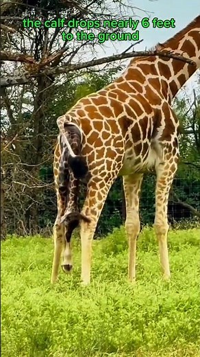 You Won’t Believe Why Giraffes Give Birth Standing Up 😳🦒