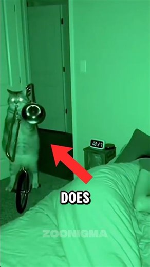 If Your Cat Does This At Night… It Means Something 🐱